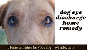 dog eye discharge home remedy home