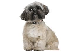 Although shih tzus keep themselves relatively clean, they still need to be bathed on a regular basis—even more so if they get into something smelly or soil themselves on accident. Shih Tzu Puppies For Sale In Algonquin Illinois Adoptapet Com