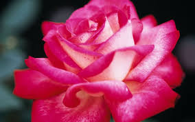 Immagini di rose - Rose - Fotografie rose