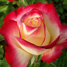 Rosso - Bianco - Rose Ibridi di Tea - Rosa intensamente profumata - Double  Delight - Shop Rose - - Nostri prodotti » Rose Ibridi di Tea - PharmaRosa®