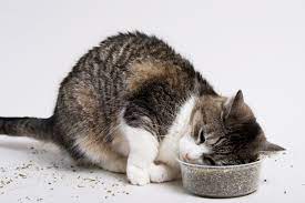 how does catnip work its magic on cats