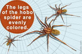 Hobo Spider Size Sada Margarethaydon Com