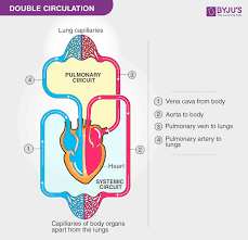 Human Circulatory System Circulatory System Organs Diagram