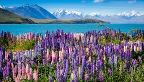 All about New Zealand