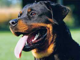 However, the most dangerous dog in the world is probably a wolf. Most Dangerous Dog Breeds In The World Top Ten List