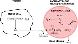 Hemoglobin And Its Measurement
