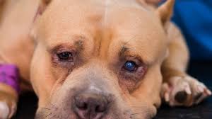 eye ulcer in dogs petmd