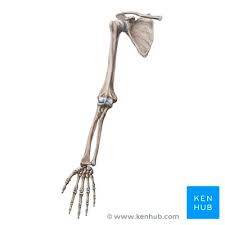 Arm bones | arm anatomy, arm bones, human anatomy. Arm And Shoulder Anatomy Bones Muscles And Nerves Kenhub