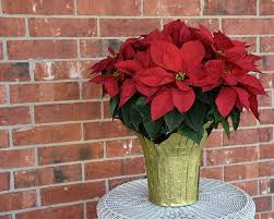 How To Keep Cats Away From Poinsettias