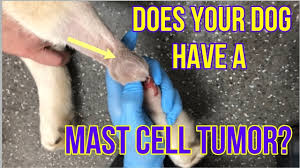 does your dog have a mast cell tumor