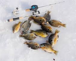 here s how to fish live bait in winter