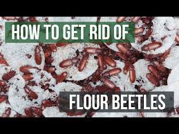 how to get rid of flour beetles 4 easy