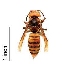 northern giant hornet and other insects