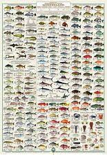 Fish Identification Chart Ebay