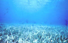 A Guide To Seagrasses In Florida From Florida Marine Guide Com