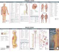 Anatomical Poster Chart The Spinal Nerves The Autonomic