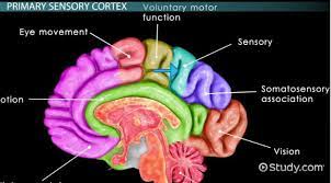 sensory cortex definition location