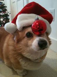 Image result for dog in christmas hat