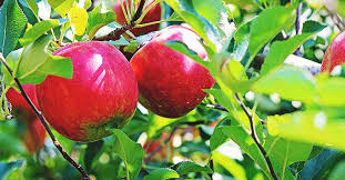 8 Of The Tastiest Apple Varieties And