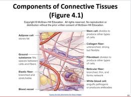 connective tissue flashcards quizlet
