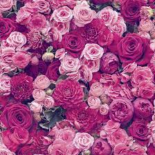 roses fl wallpaper red pink new