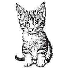 kitten drawing images browse 602 748