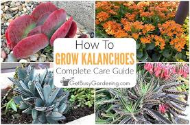 kalanchoe plant care growing guide