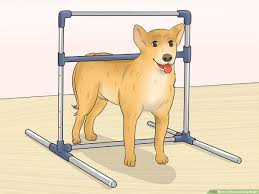 How To Measure Dog Height 7 Steps With Pictures