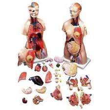 Details About Anatomical Chart Company Anatomical Interchangeable Male And Female Torso Model
