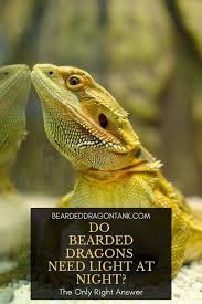 Do Bearded Dragon S Need Light At Night Bearded Dragon Tank