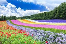 beautiful flower fields and top