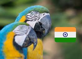 macaw parrot in india complete