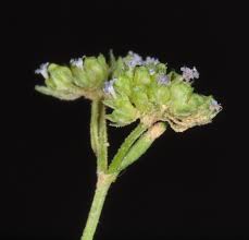 ולריינית זעירה – Valerianella pumila (Willd.) DC. | צמחיית ישראל ברשת