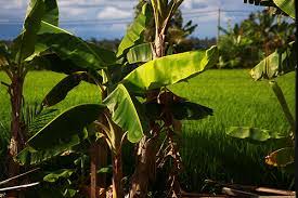 Akar akar pada tanaman pisang berupa akar serabut yang banyak, tetapi lunak. Ciri Khas Tumbuhan Menyesuaikan Simplebooklet Com