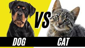 dogs vs cats what is the better pet