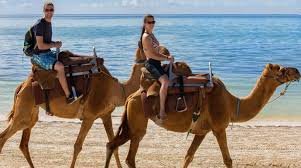 There are 158 riding camel for sale on etsy, and they cost 432.20 dkk on average. Camel Safari Tour Cancun Adventure Tour
