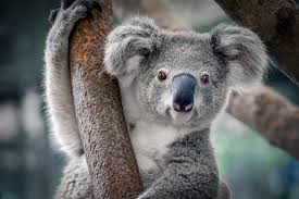 how many koalas are left in the world