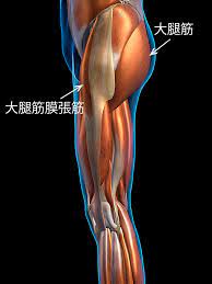 大腿筋膜張筋 | なかた筋整復院