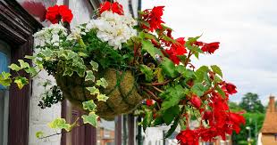 Not only do you need to pay attention to whether your basket will hang in sun or shade, also note if it will be subject to drying winds, heavy rains, or excessive heat. As Indian Homes Grow Smaller Hanging Baskets Are An Easy Way To Beautify Them