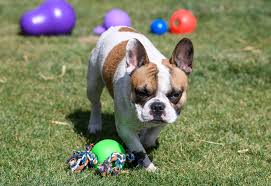 20 awesome french bulldog toys happy