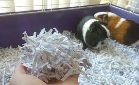 guinea pig bedding substrate