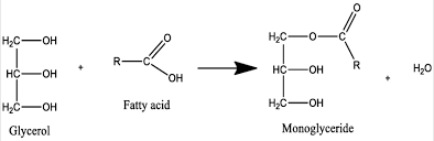 monoglyceride formation from glycerol