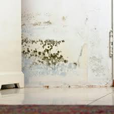 black mold what you should know