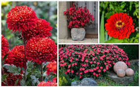 Thunbergias are vigorous annual or perennial vines. 10 Beautiful Bold Red Annuals For Your Garden Garden Lovers Club