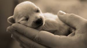 puppy hd wallpaper