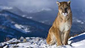 Mountain Lion Wallpapers - Wallpaper Cave