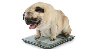 Fat Pug How To Tell If Your Pug Is A Healthy Weight