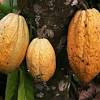 Imagen de la noticia para El uso del cacao es más antiguo de lo que se creía, revela estudio de 24Horas.cl