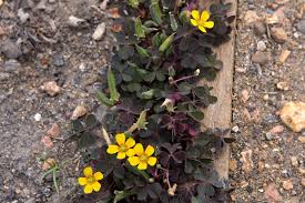 As a lawn weed, purslane is a prolific seed producer. Garden Identifier Weed Seedlings Bbc Gardeners World Magazine