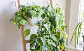 5 Easy Indoor Plants You Can T Kill